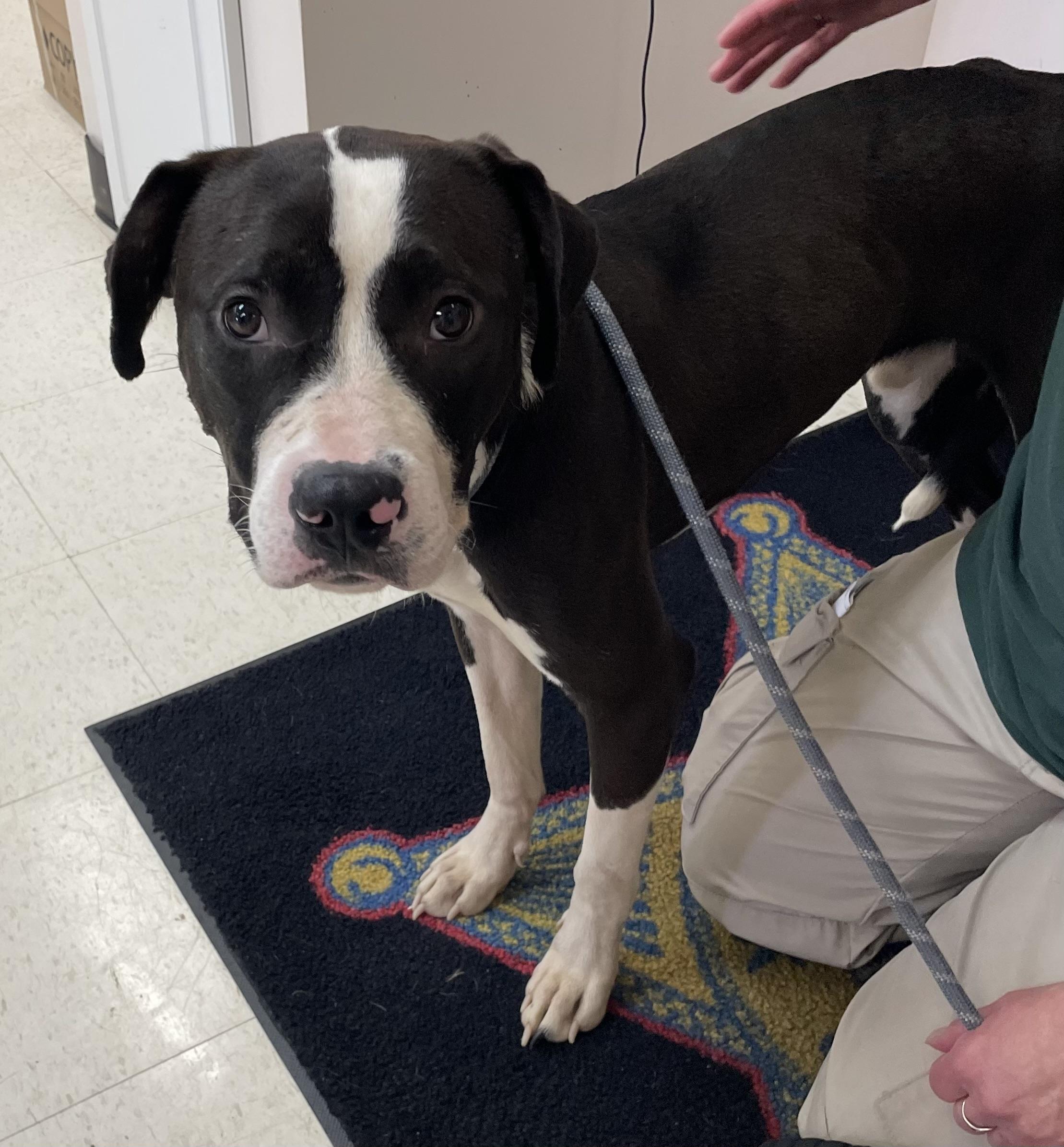 Polish AVAILABLE, a ADOPTABLE mixed breed in Canton, OH image 3/4