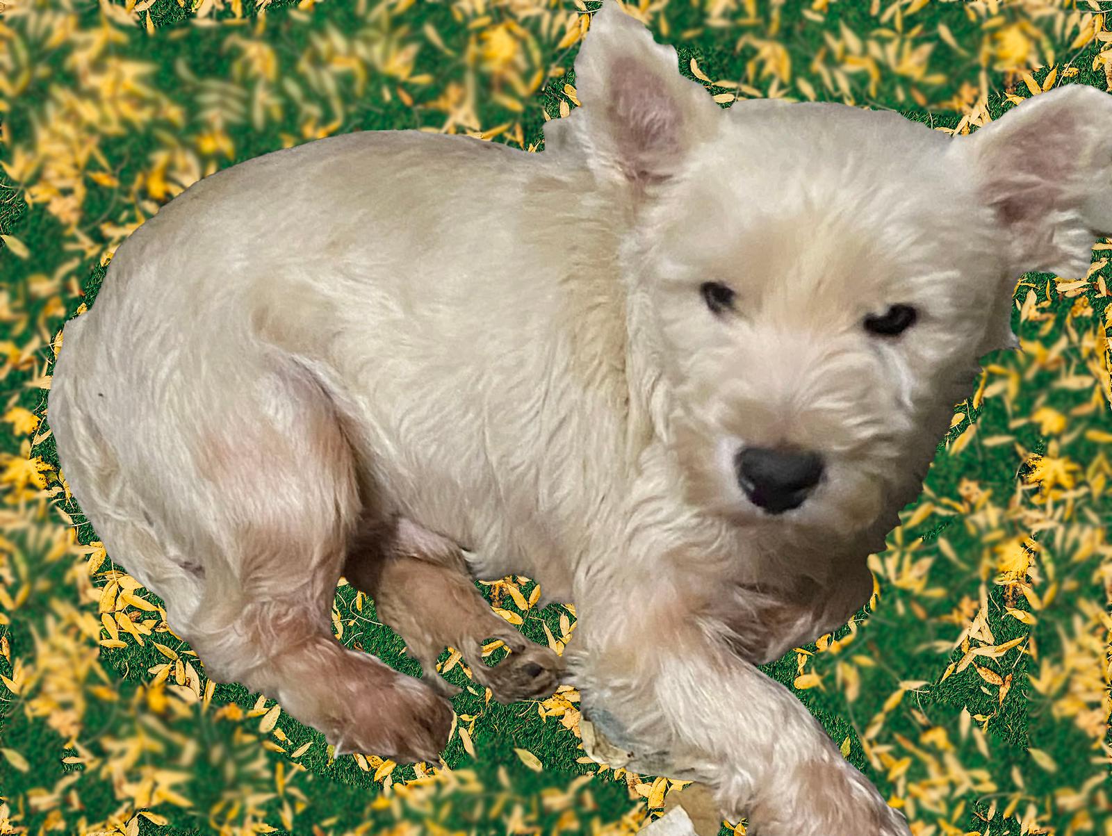 Kash, Adopted, Adult Male West Highland White Terrier / Westie.