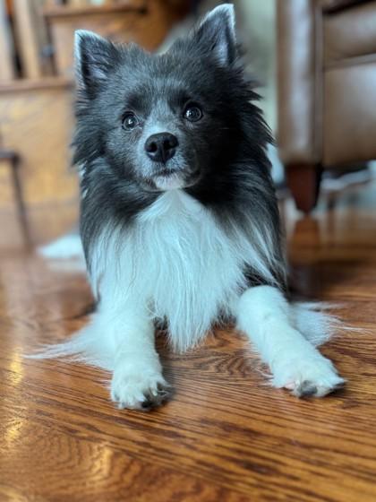 Dexter, an adopted Pomeranian in Downers Grove, IL image 2/3