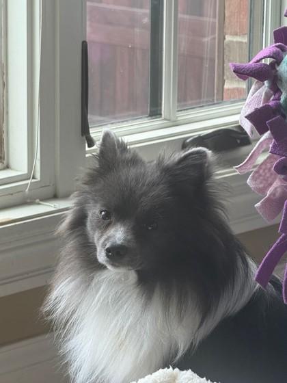 Dexter, an adopted Pomeranian in Downers Grove, IL image 3/3