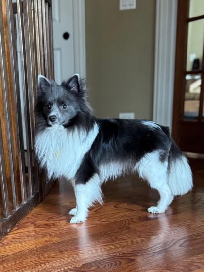 Dexter, adopted, Adult Male Pomeranian.