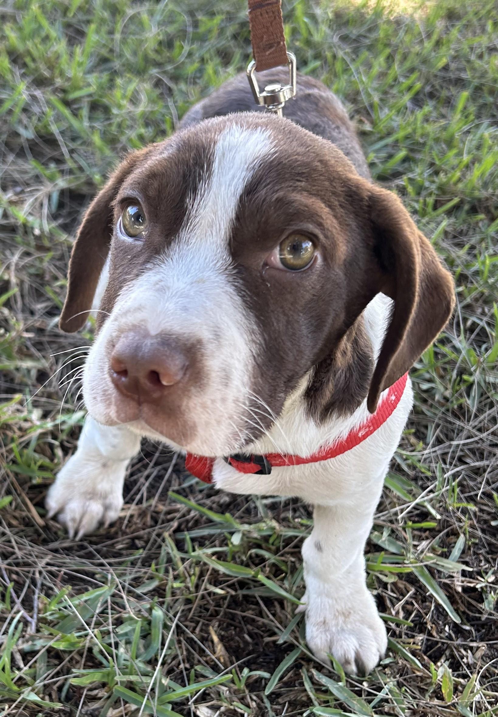 Enlarge WILLIE, a ADOPTABLE mixed breed in Bell Gardens, CA image 2/6
