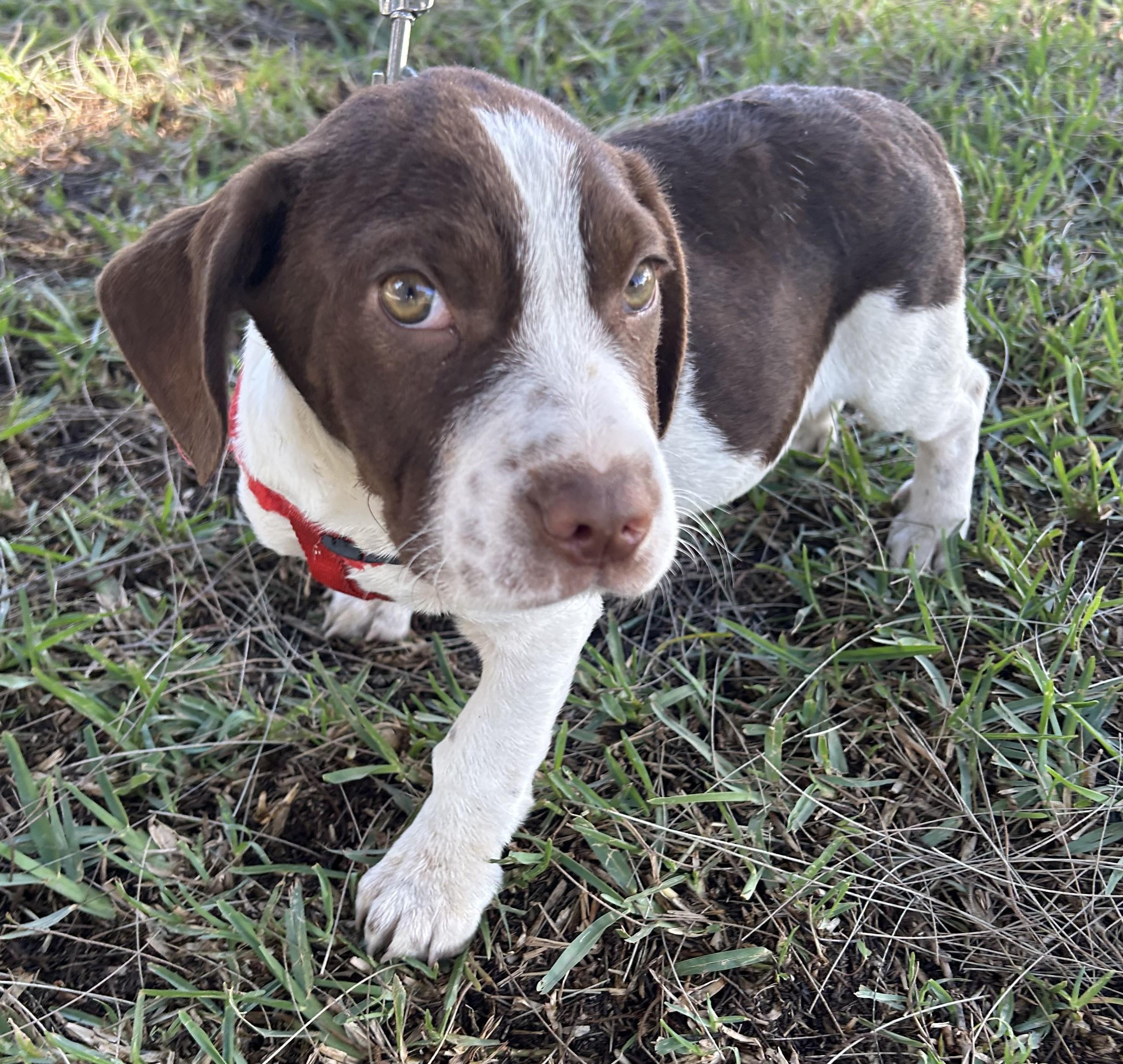 Enlarge WILLIE, a ADOPTABLE mixed breed in Bell Gardens, CA image 1/6