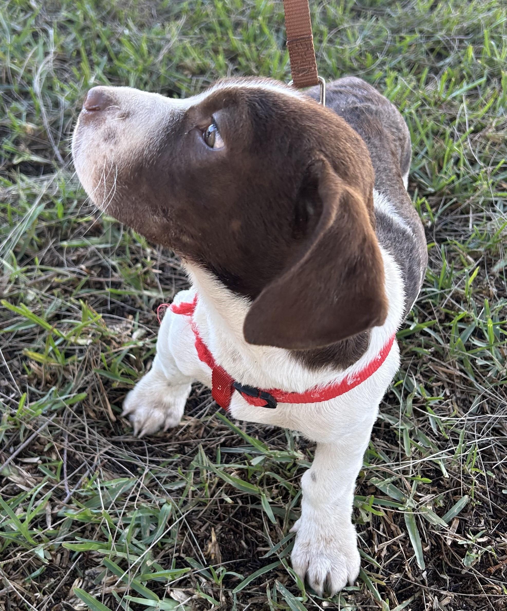 Enlarge WILLIE, a ADOPTABLE mixed breed in Bell Gardens, CA image 5/6