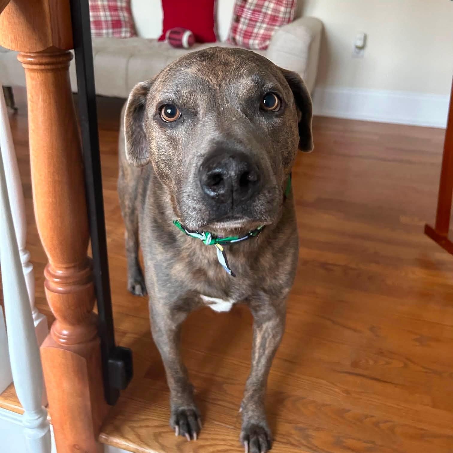 Enlarge Titan, a Adoptable Mixed Breed in Farmingdale, NJ image 1/6