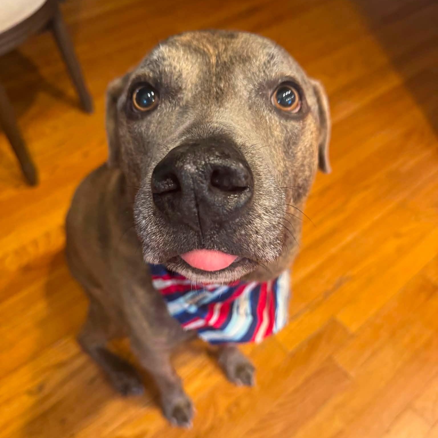 Enlarge Titan, a Adoptable Mixed Breed in Farmingdale, NJ image 2/6