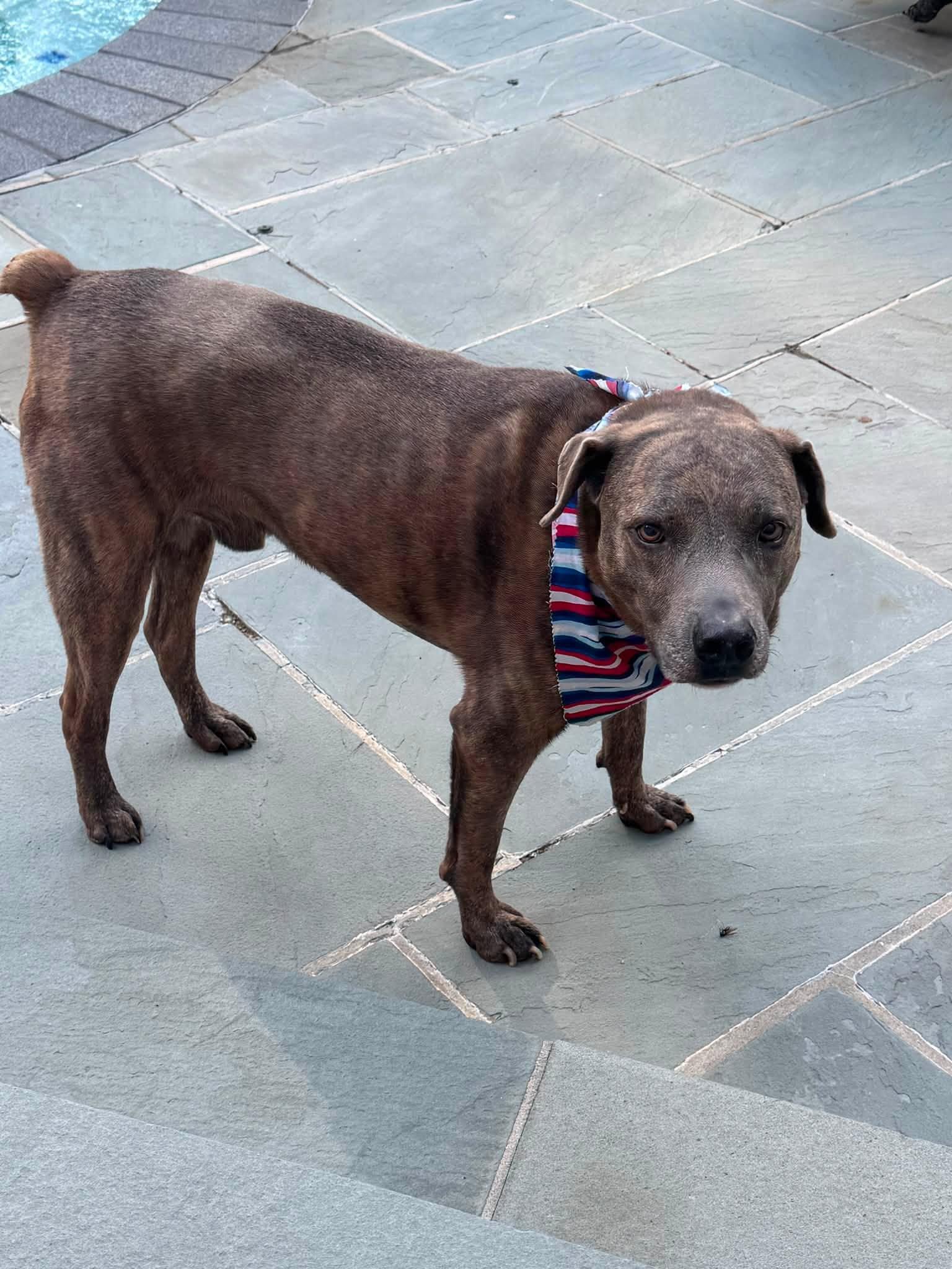 Enlarge Titan, a Adoptable Mixed Breed in Farmingdale, NJ image 6/6