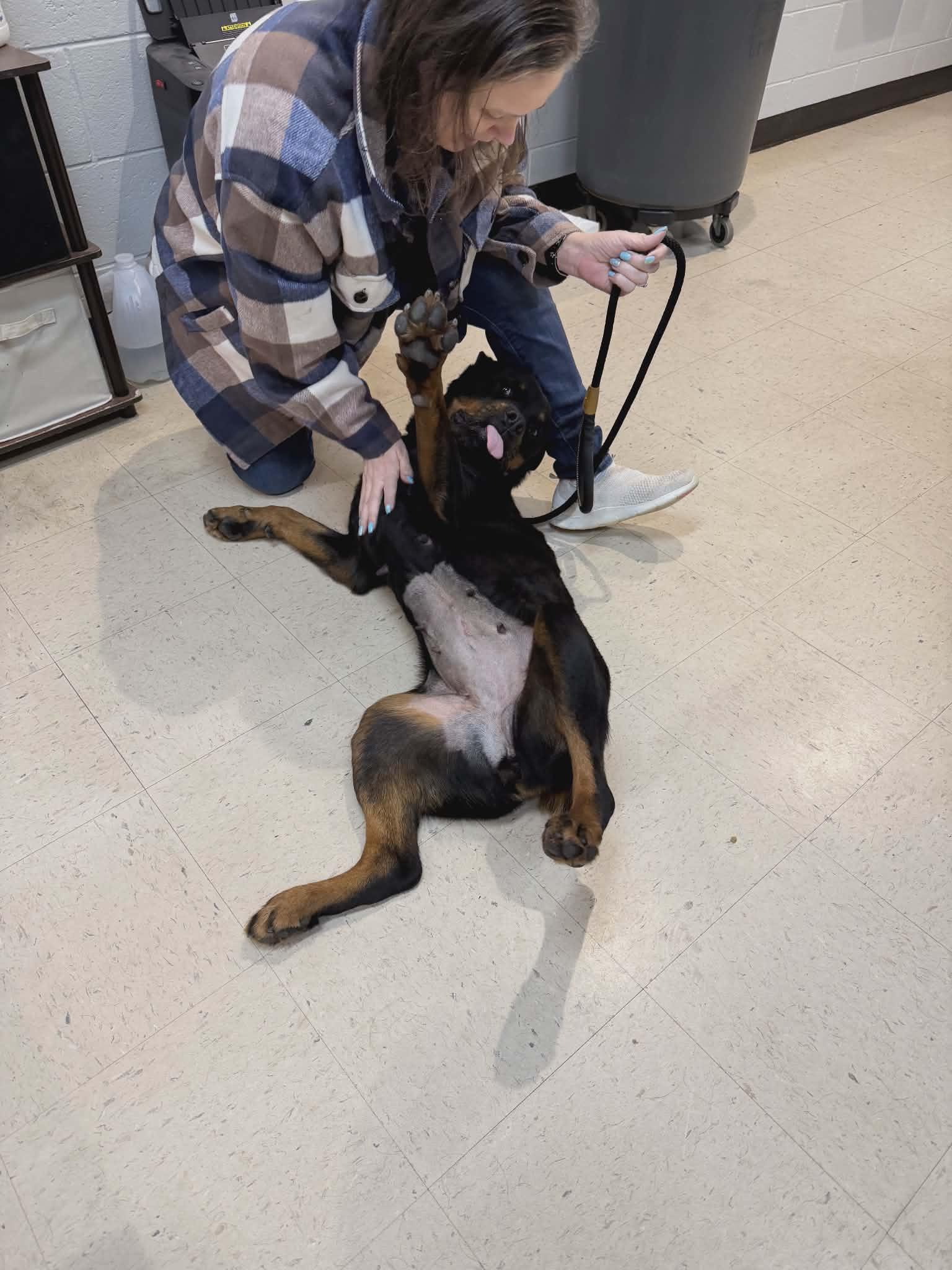 Nickie, Adoptable, Adult Female Rottweiler.