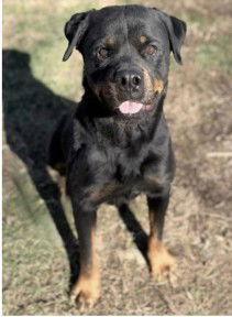 Enlarge Nickie, a Adoptable Rottweiler in Hillsboro, NH image 2/3
