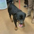 Enlarge Nickie, a Adoptable Rottweiler in Hillsboro, NH image 3/3
