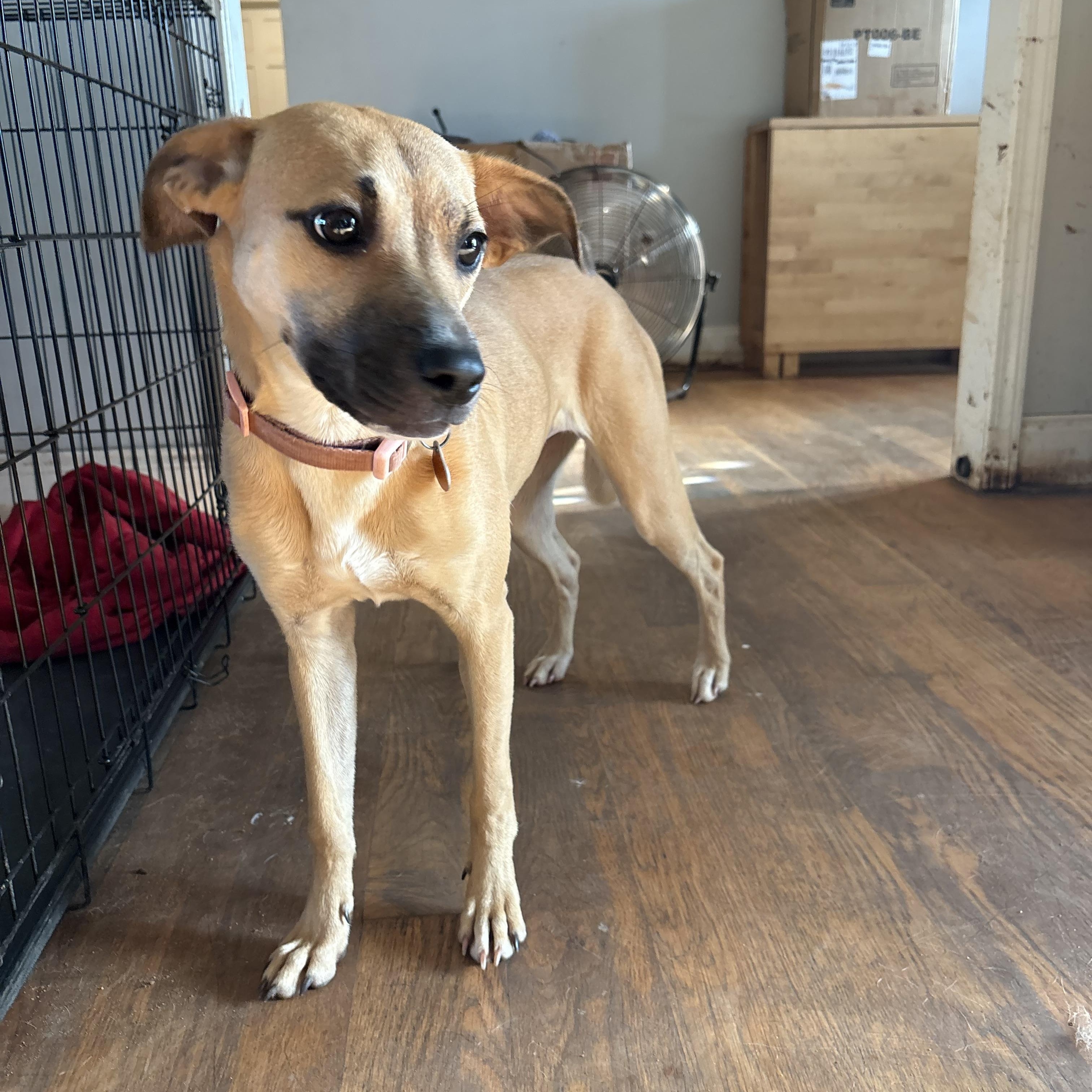 Enlarge Zoey, a Adopted mixed breed in Williamston, SC image 3/3