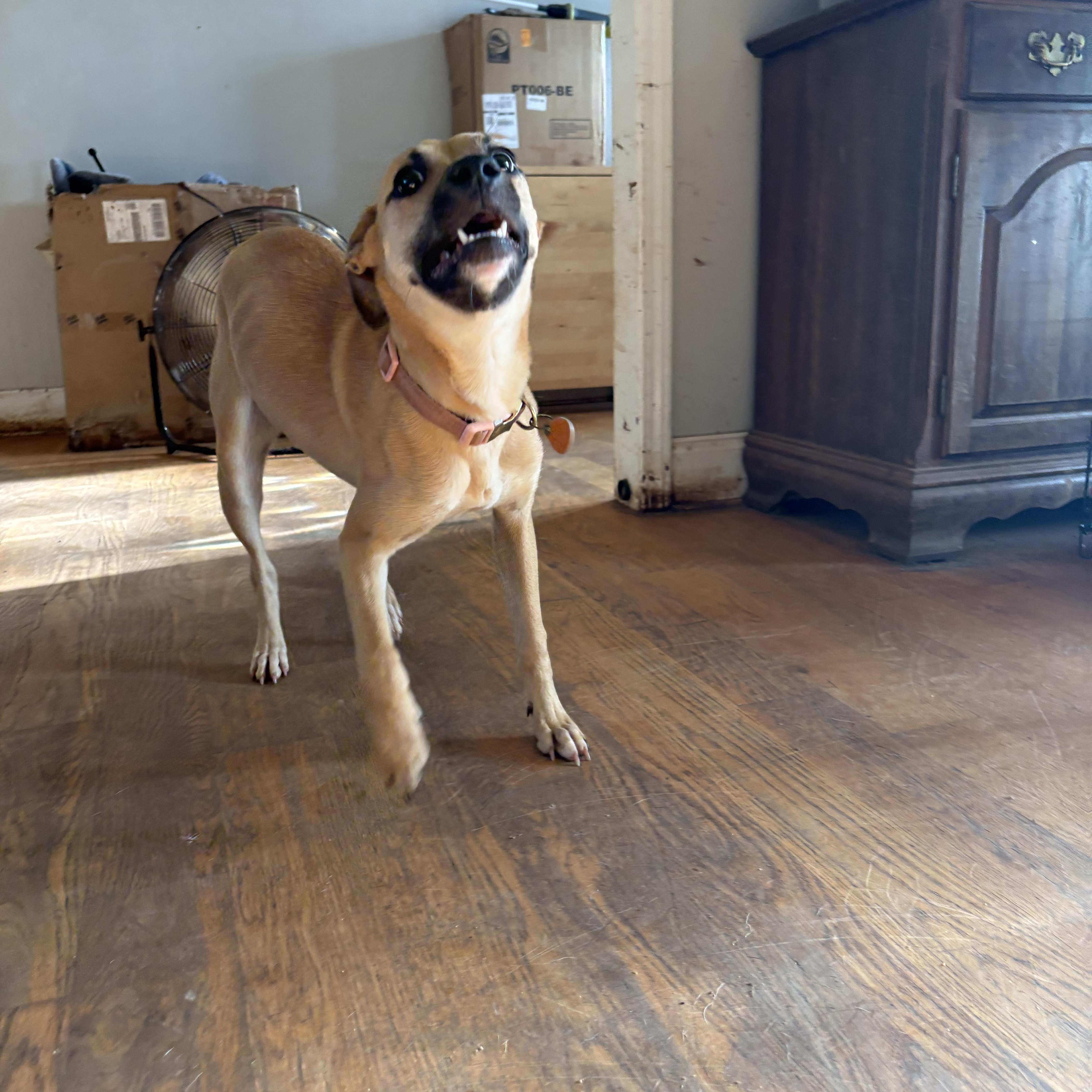 Enlarge Zoey, a Adopted mixed breed in Williamston, SC image 1/3