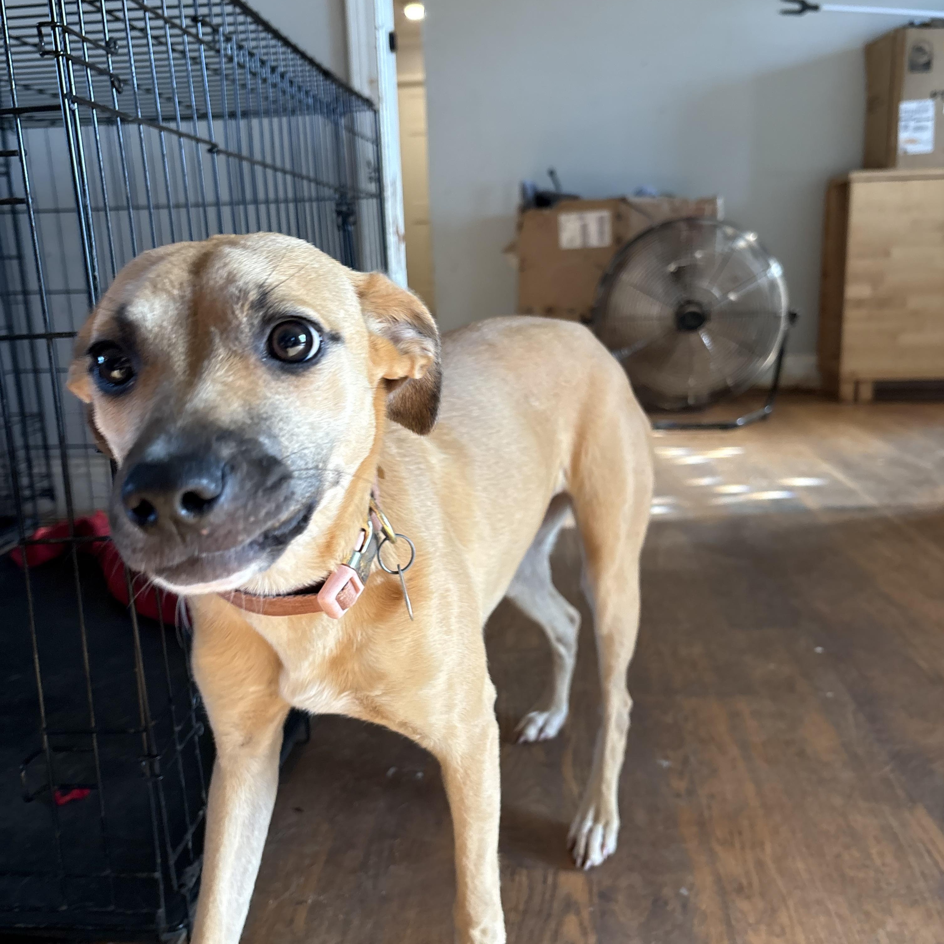 Enlarge Zoey, a Adopted mixed breed in Williamston, SC image 2/3