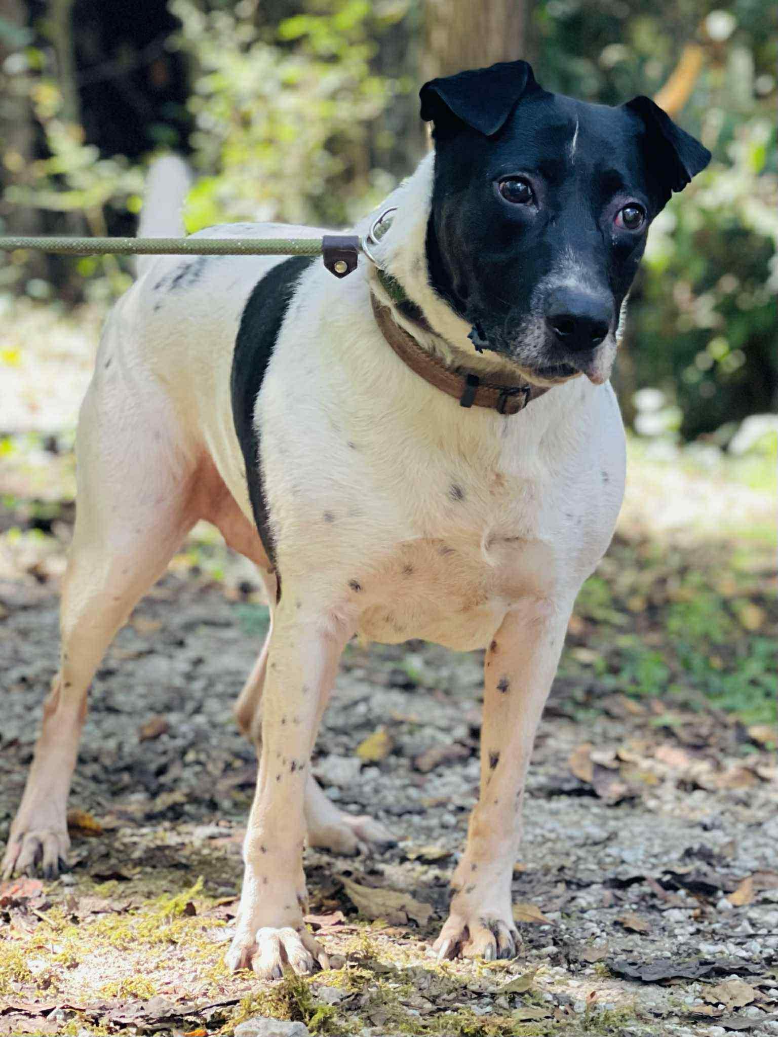 Enlarge Allegra, a Adoptable mixed breed in Roswell, GA image 6/6