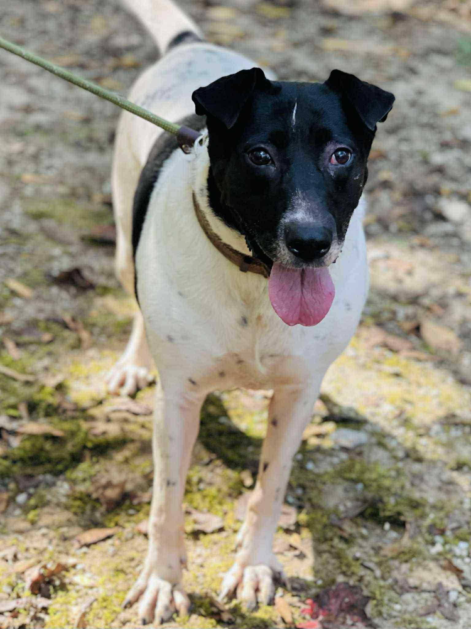 Enlarge Allegra, a Adoptable mixed breed in Roswell, GA image 4/6
