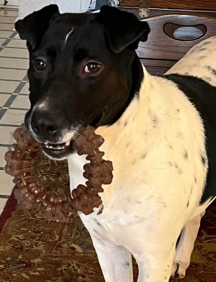 Allegra, an adoptable Pointer, Dalmatian in Roswell, GA, 30077 | Photo Image 3