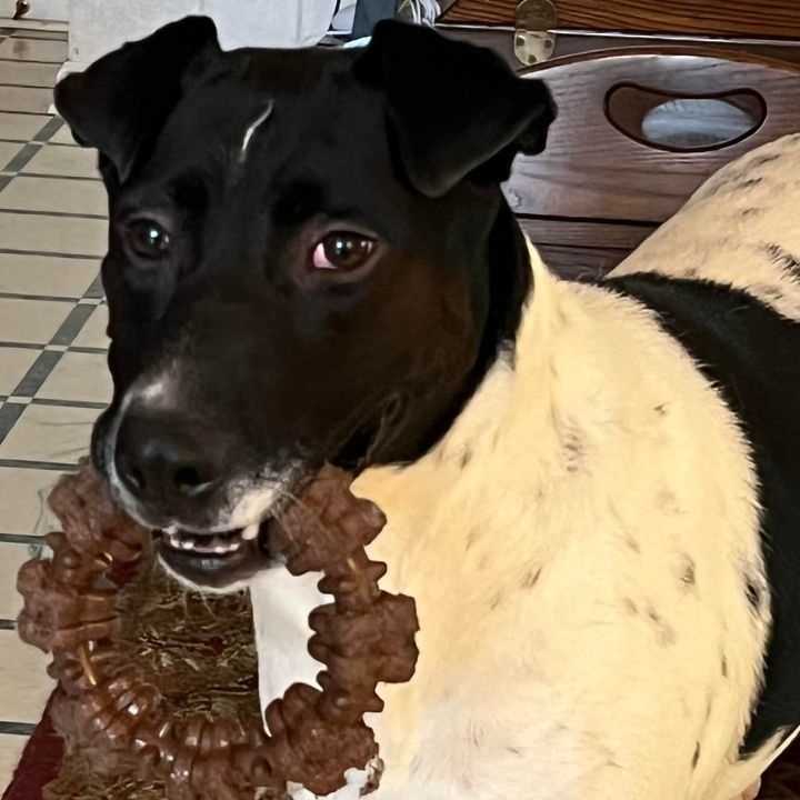 Enlarge Allegra, a Adoptable mixed breed in Roswell, GA image 3/6