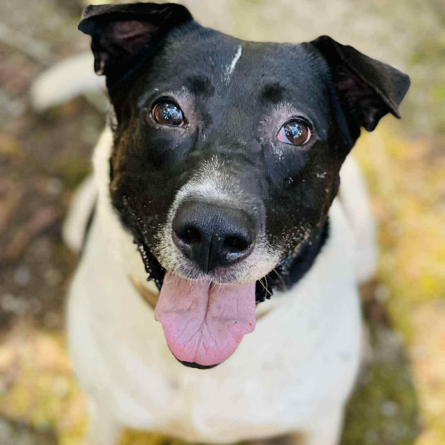Allegra, an adoptable Pointer, Dalmatian in Roswell, GA, 30077 | Photo Image 1