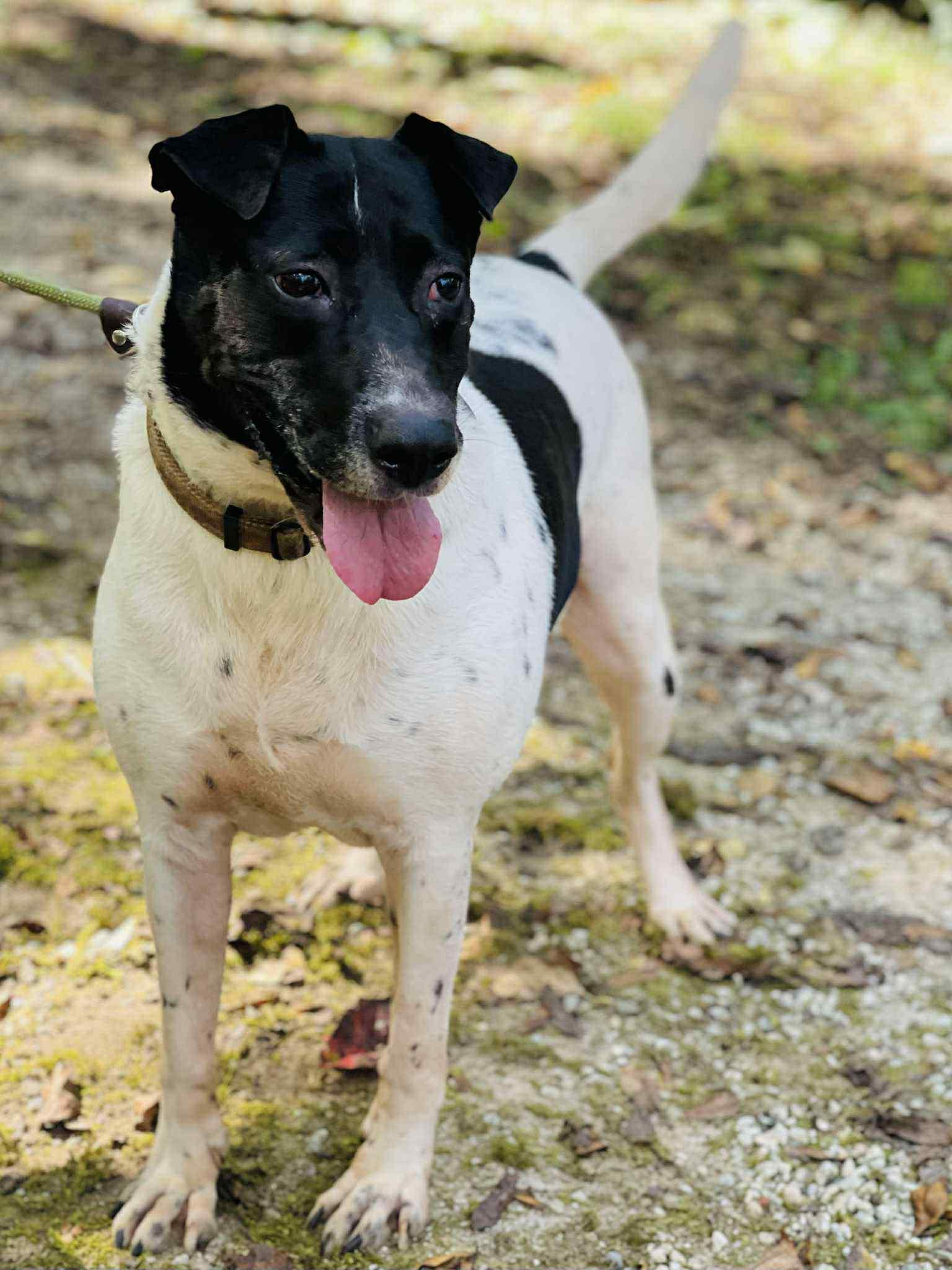 Enlarge Allegra, a Adoptable mixed breed in Roswell, GA image 2/6
