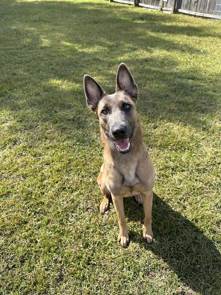 Cyclone - Located in Georgia, a Adoptable Belgian Shepherd / Malinois in Imlay City, MI image 1/5