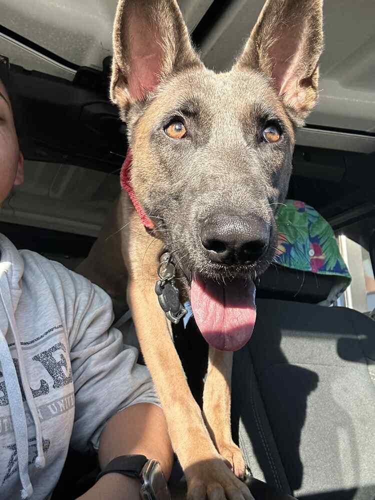 Cyclone - Located in Georgia, a Adoptable Belgian Shepherd / Malinois in Imlay City, MI image 2/5