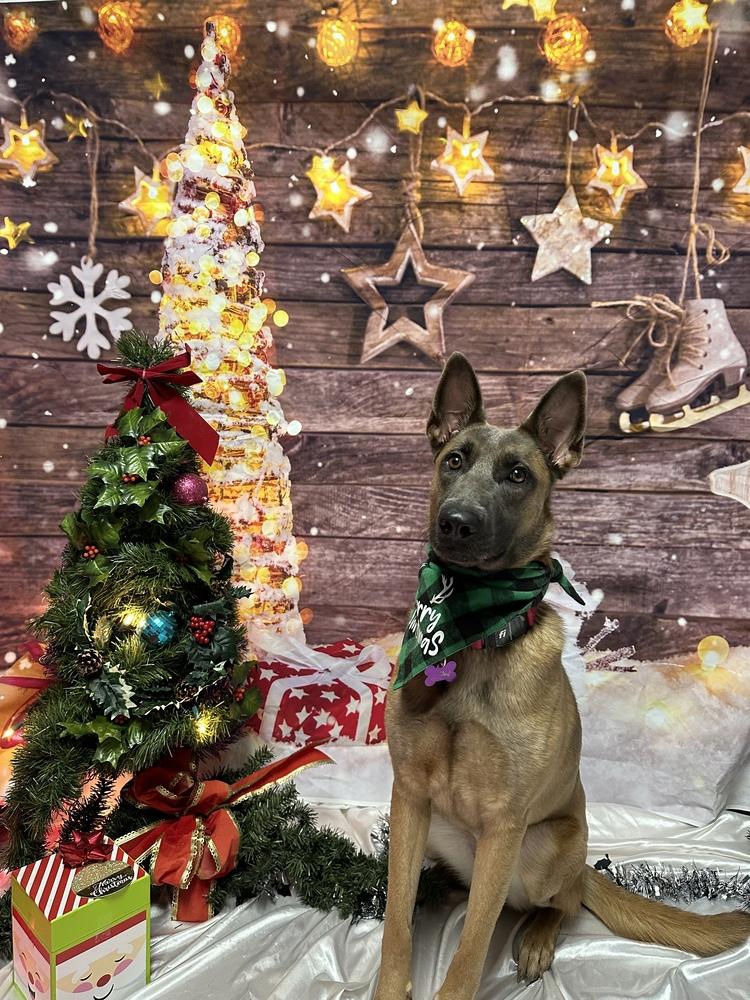 Cyclone - Located in Georgia, a Adoptable Belgian Shepherd / Malinois in Imlay City, MI image 3/5