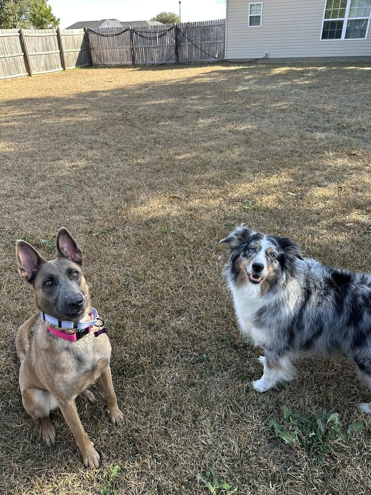 Cyclone - Located in Georgia, a Adoptable Belgian Shepherd / Malinois in Imlay City, MI image 4/5