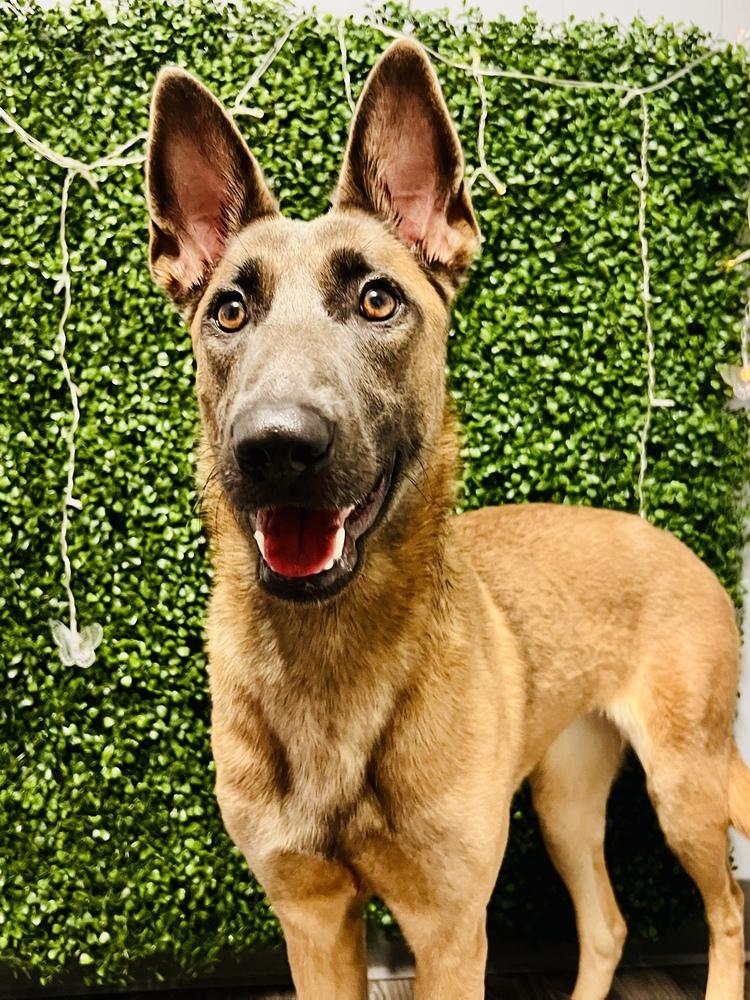 Cyclone - Located in Georgia, a Adoptable Belgian Shepherd / Malinois in Imlay City, MI image 5/5