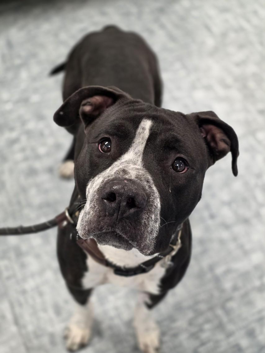 Enlarge LUCKY, a Adoptable mixed breed in Loveland, CO image 1/1