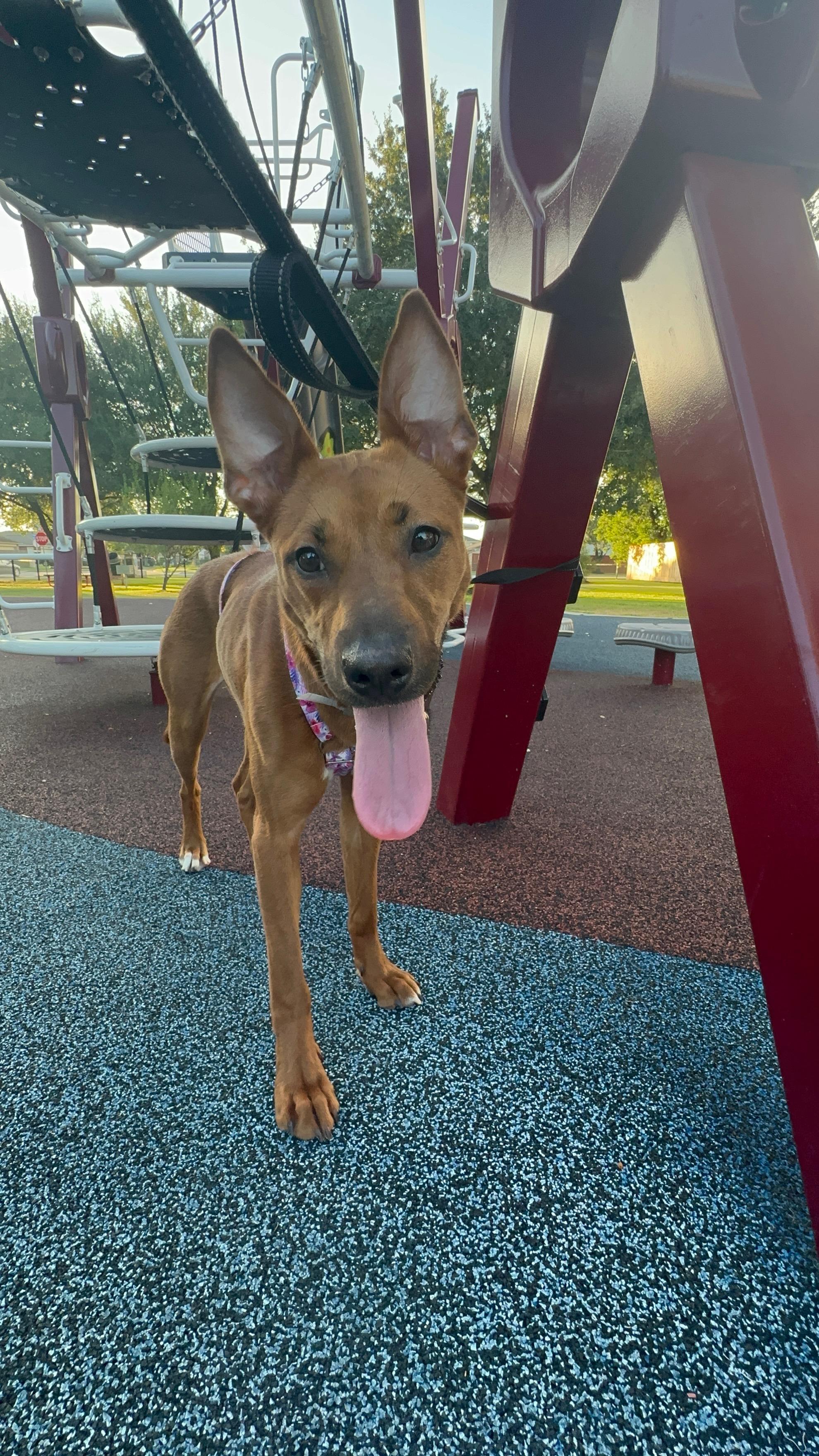 Enlarge Harley, a Adoptable mixed breed in Grapevine, TX image 3/6