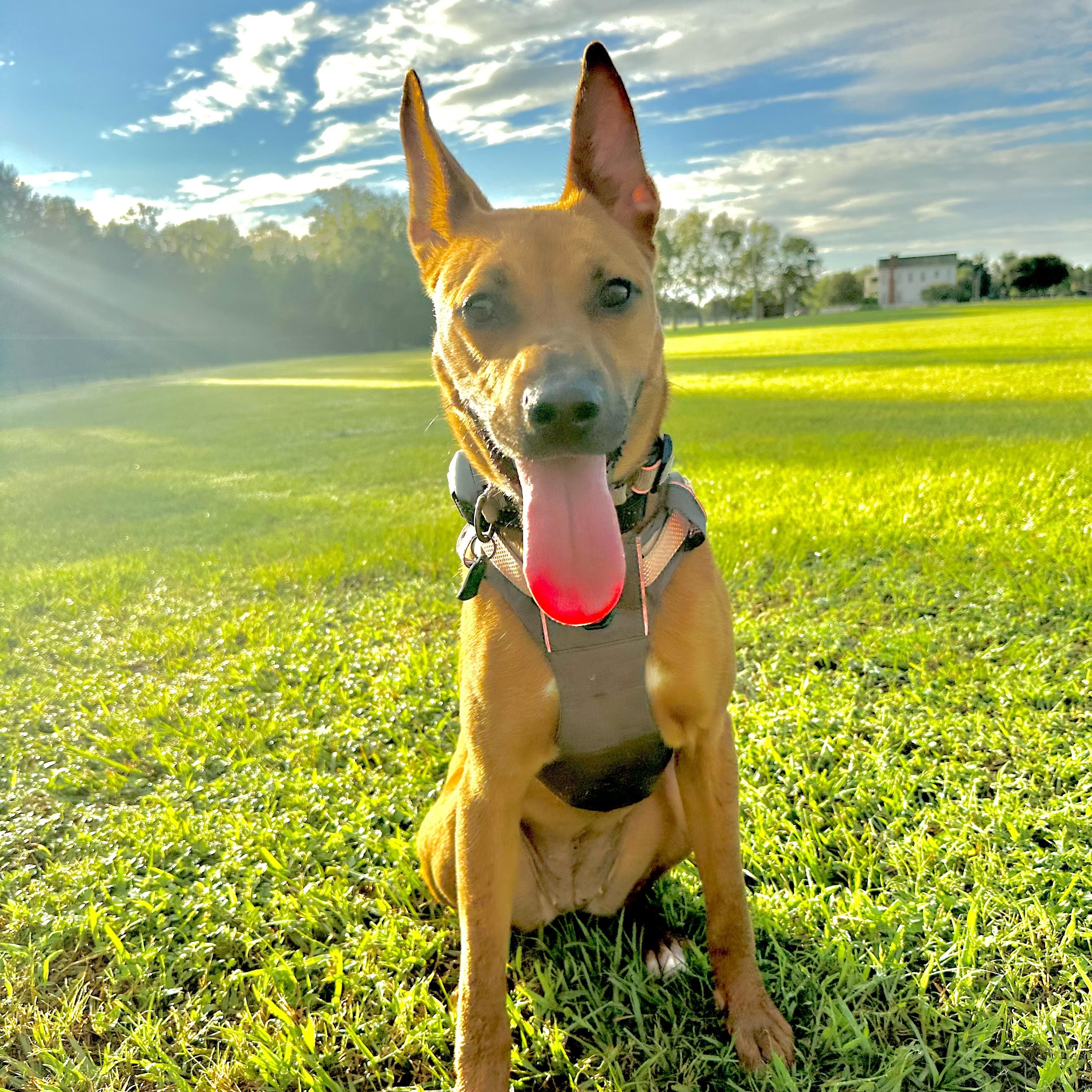 Enlarge Harley, a Adoptable mixed breed in Grapevine, TX image 1/6
