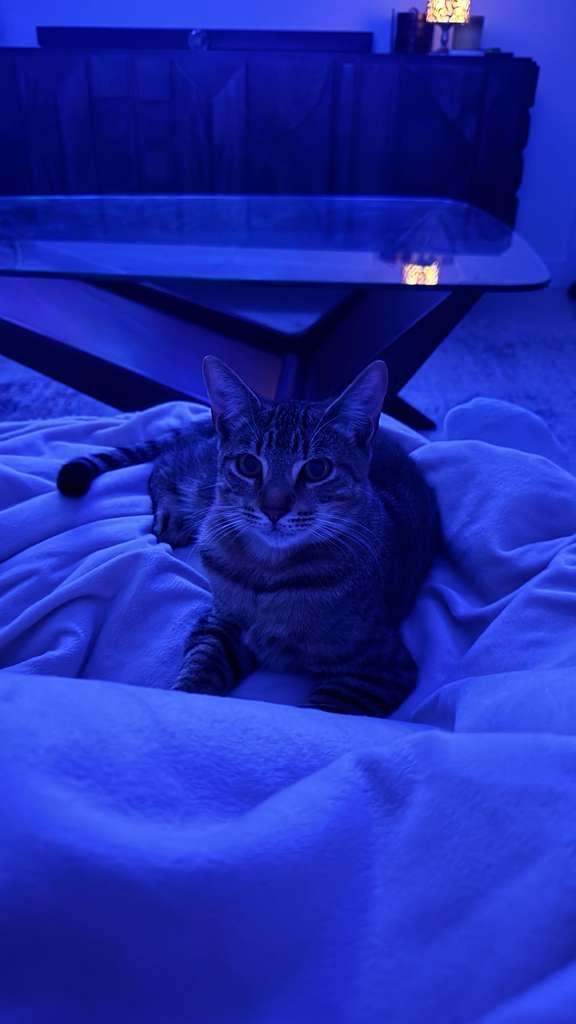 Enlarge Zion, a ADOPTABLE Domestic Short Hair in Miami, FL image 4/6