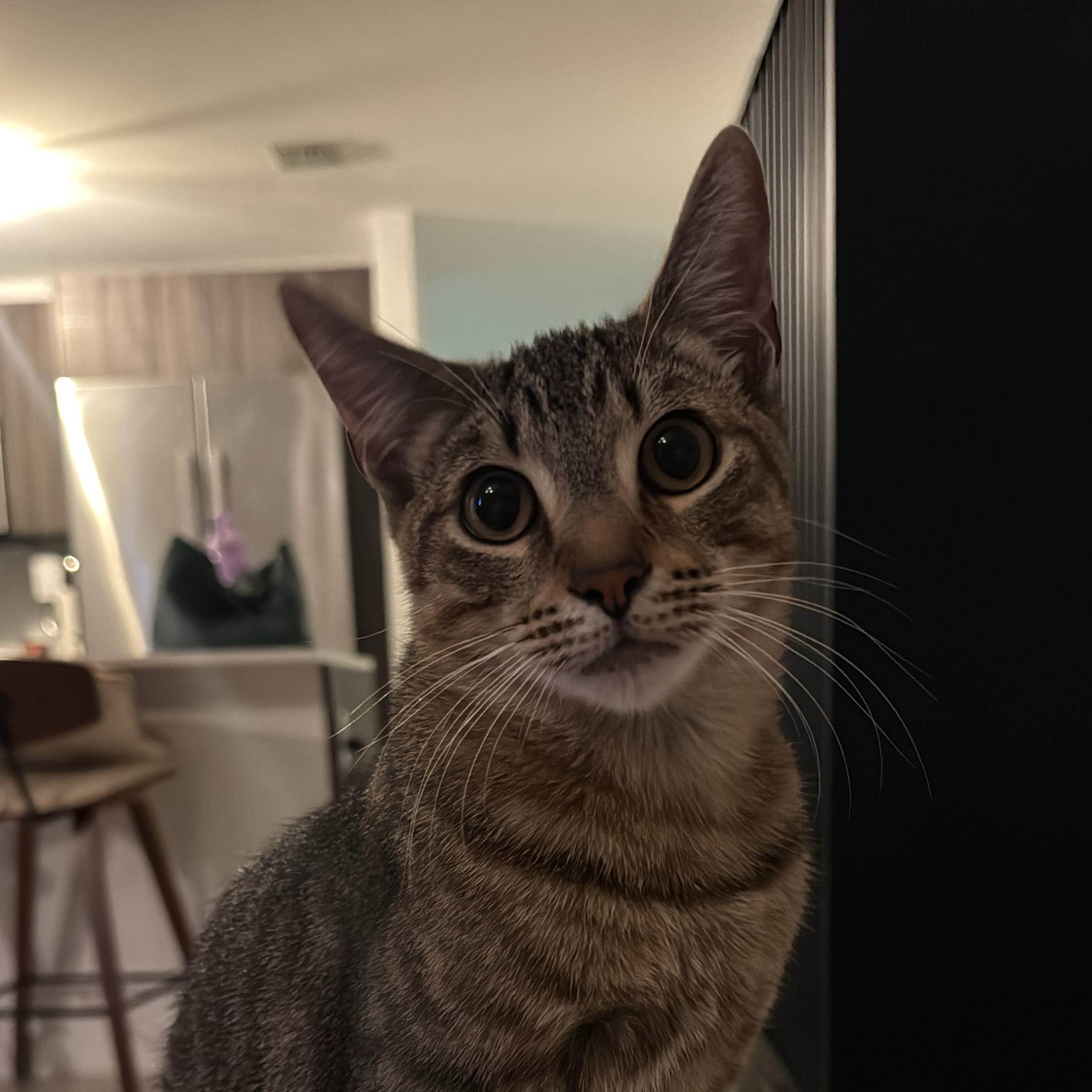 Enlarge Zion, a ADOPTABLE Domestic Short Hair in Miami, FL image 2/6