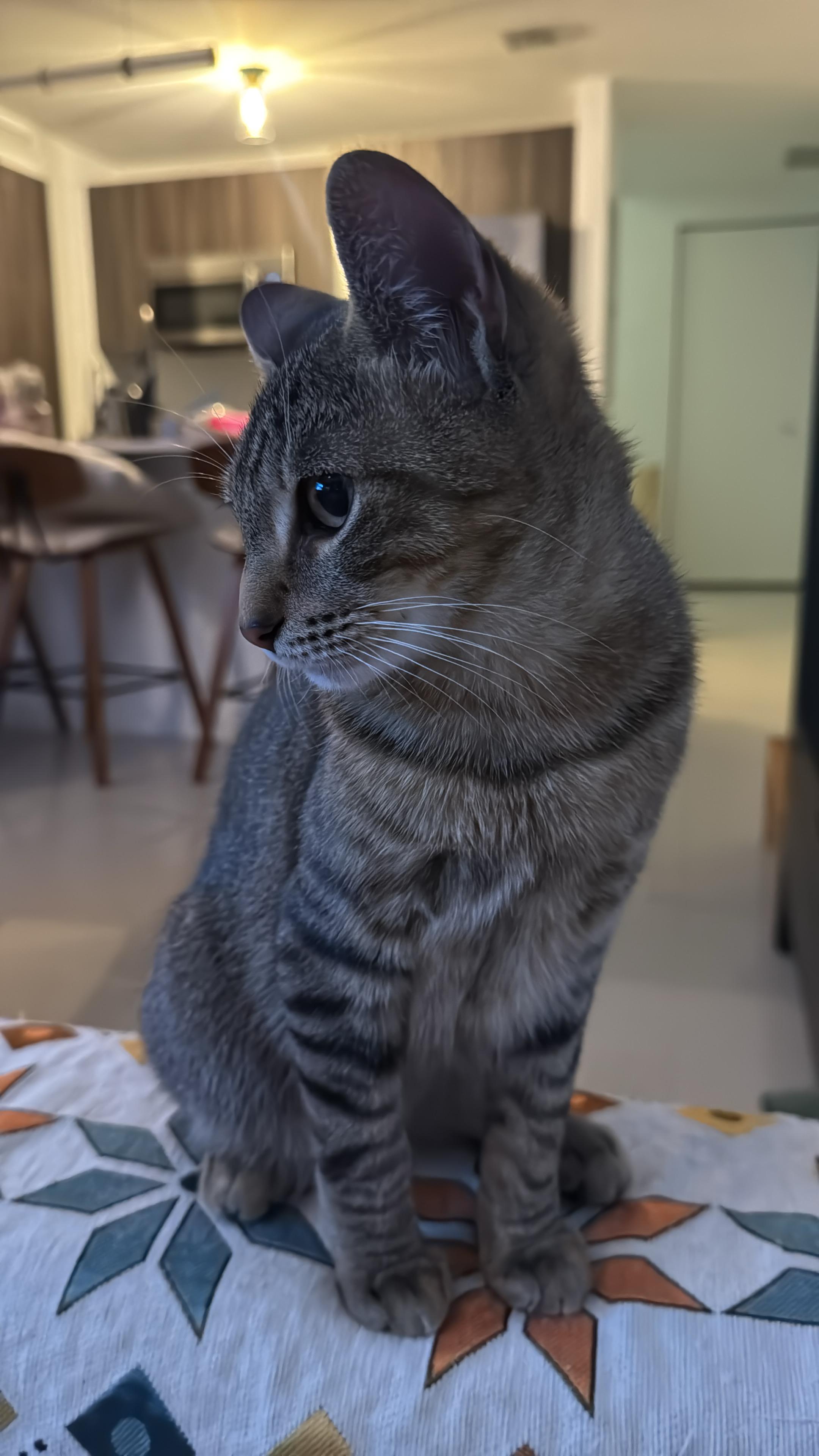 Enlarge Zion, a ADOPTABLE Domestic Short Hair in Miami, FL image 3/6