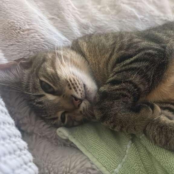 Enlarge Zion, a ADOPTABLE Domestic Short Hair in Miami, FL image 1/6