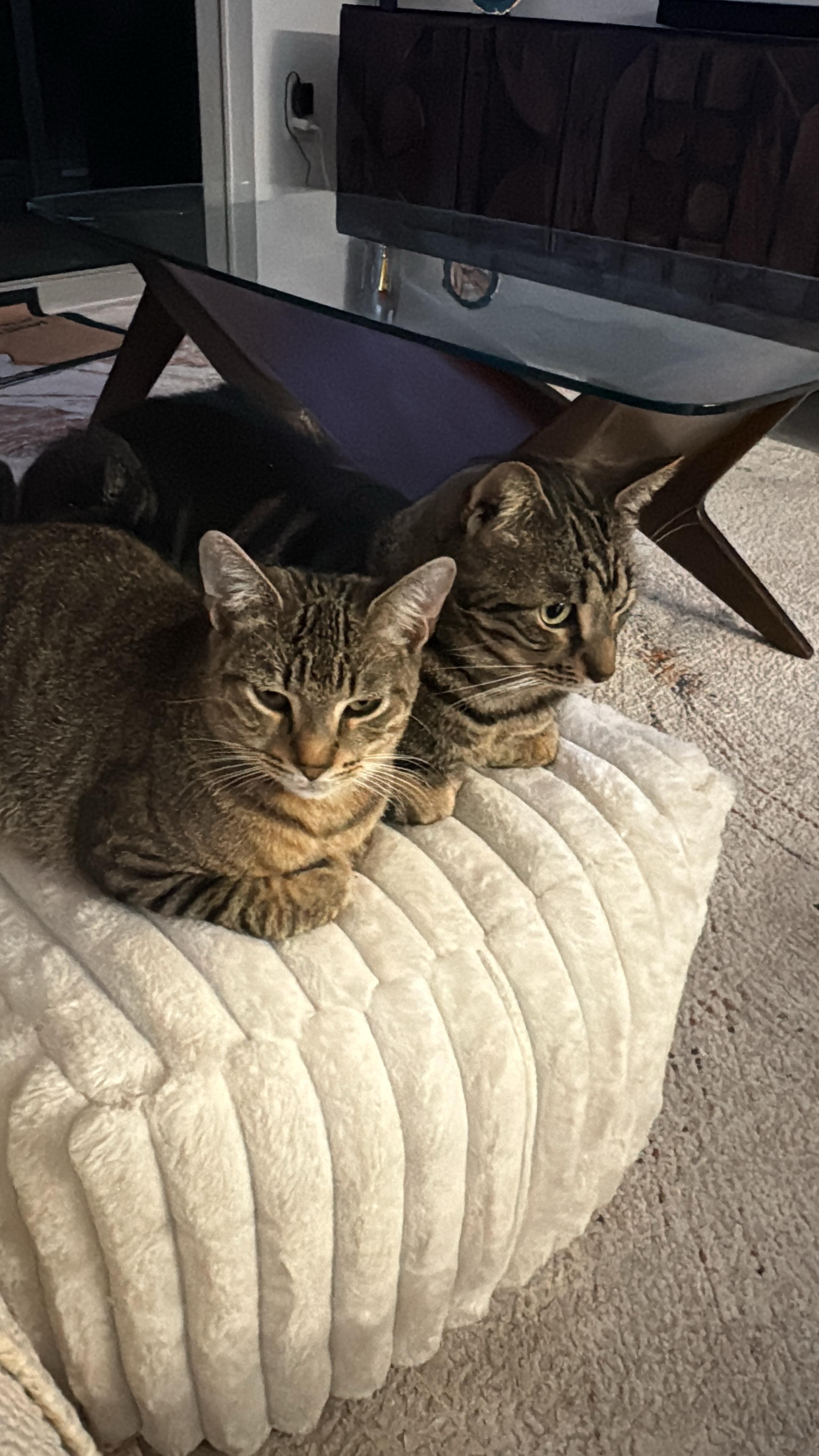 Enlarge Zion, a ADOPTABLE Domestic Short Hair in Miami, FL image 6/6