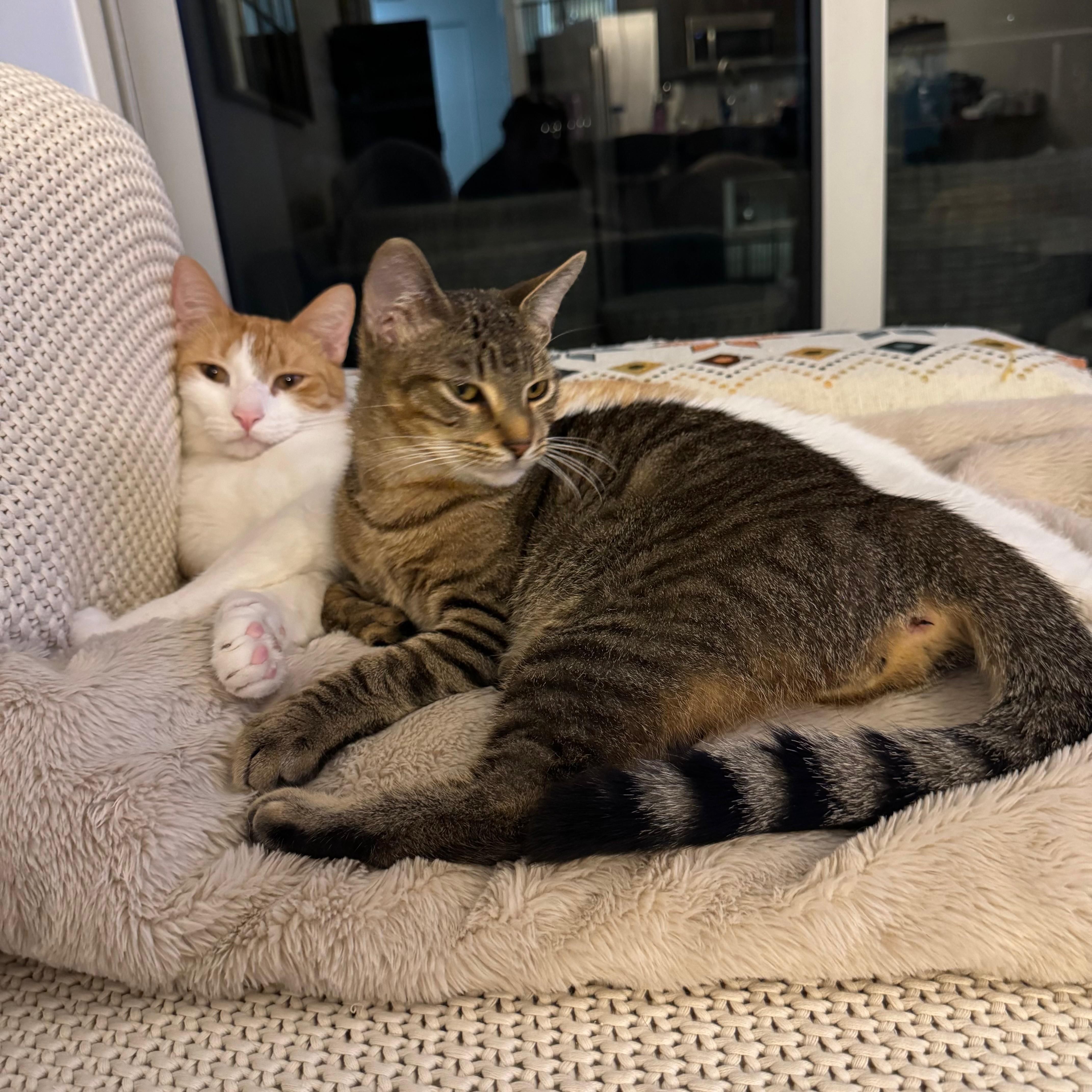 Enlarge Zion, a ADOPTABLE Domestic Short Hair in Miami, FL image 5/6