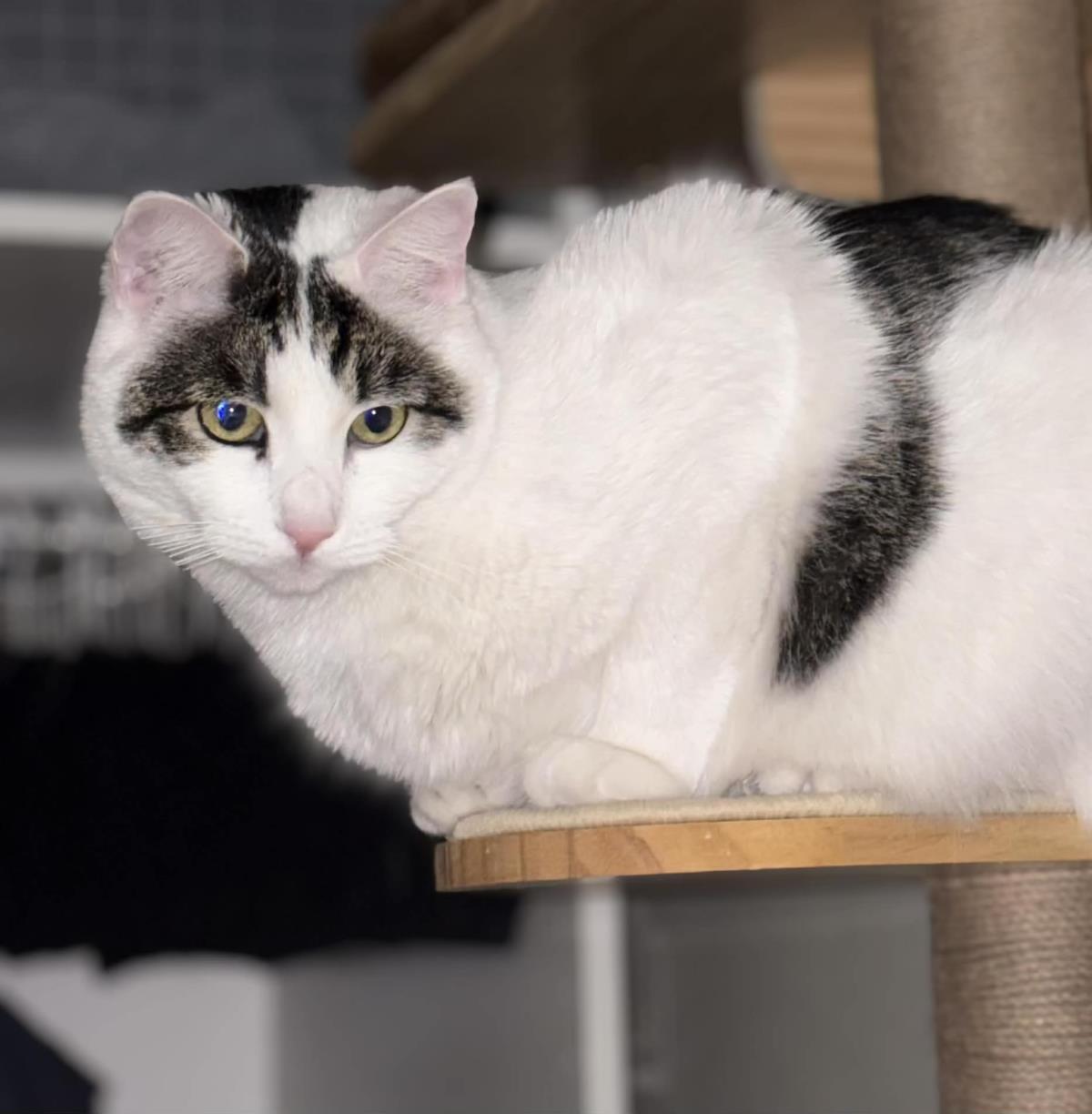 Quinn Meow, Adoptable, Adult Male Domestic Short Hair.