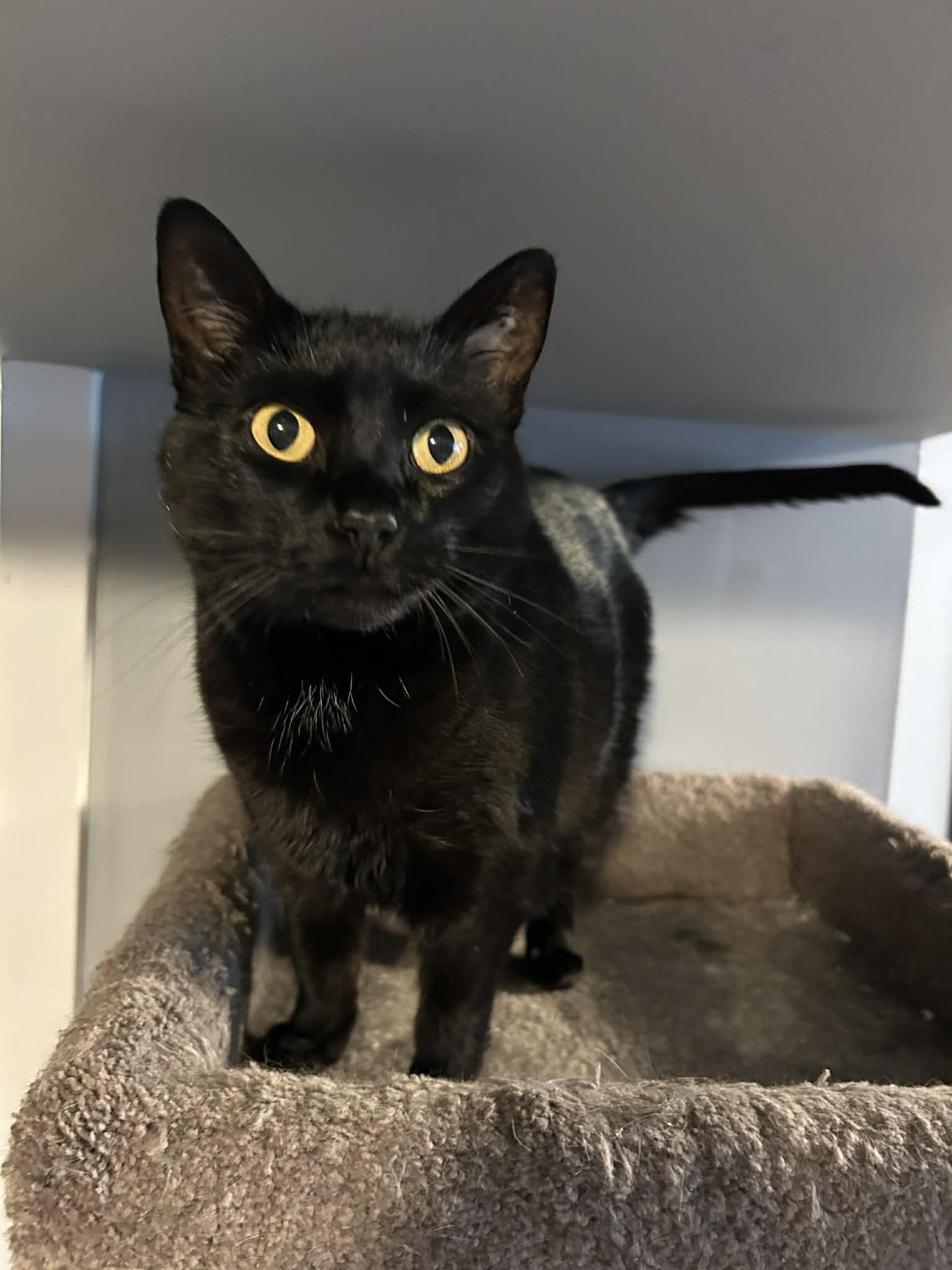 Pepper, adopted, Adult Female Domestic Short Hair.