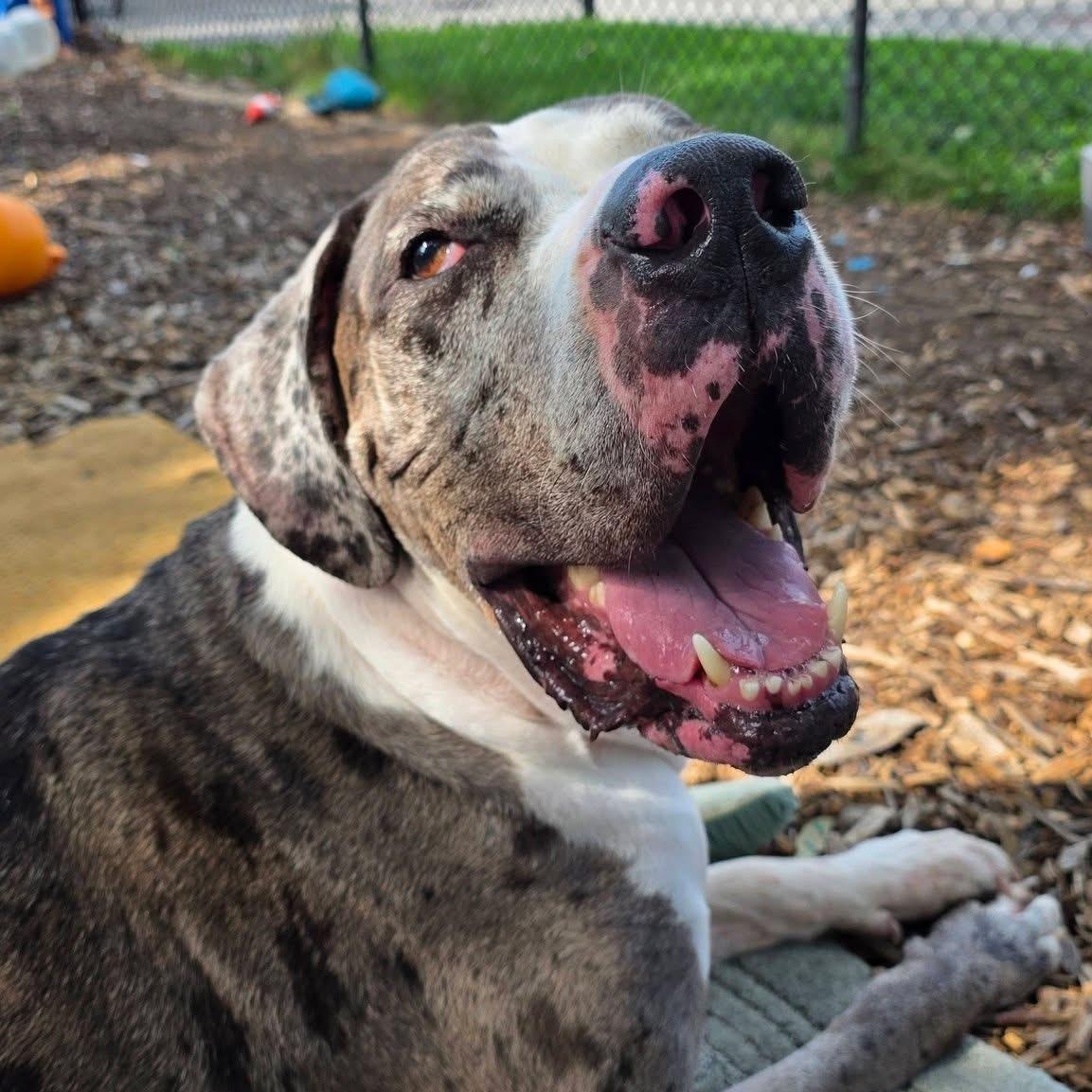 Django, an adopted mixed breed in Smithtown, NY image 3/5