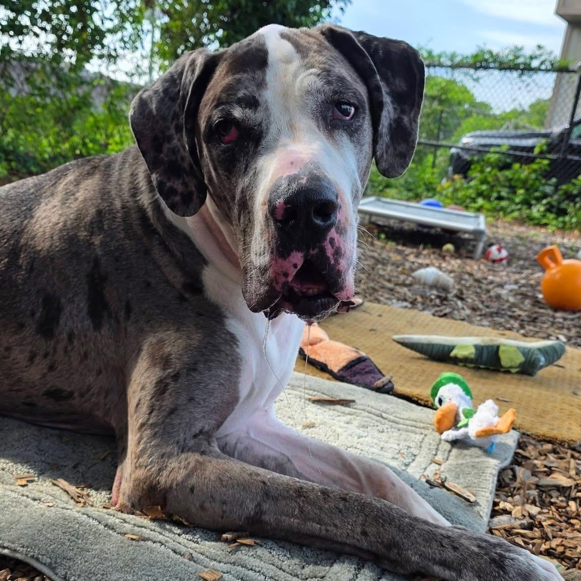 Django, an adopted mixed breed in Smithtown, NY image 2/5