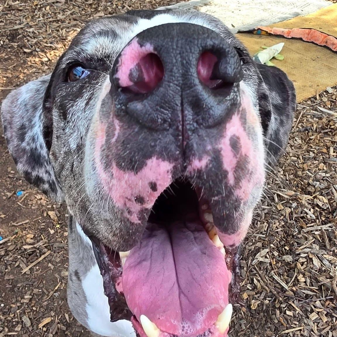 Django, an adopted mixed breed in Smithtown, NY image 4/5