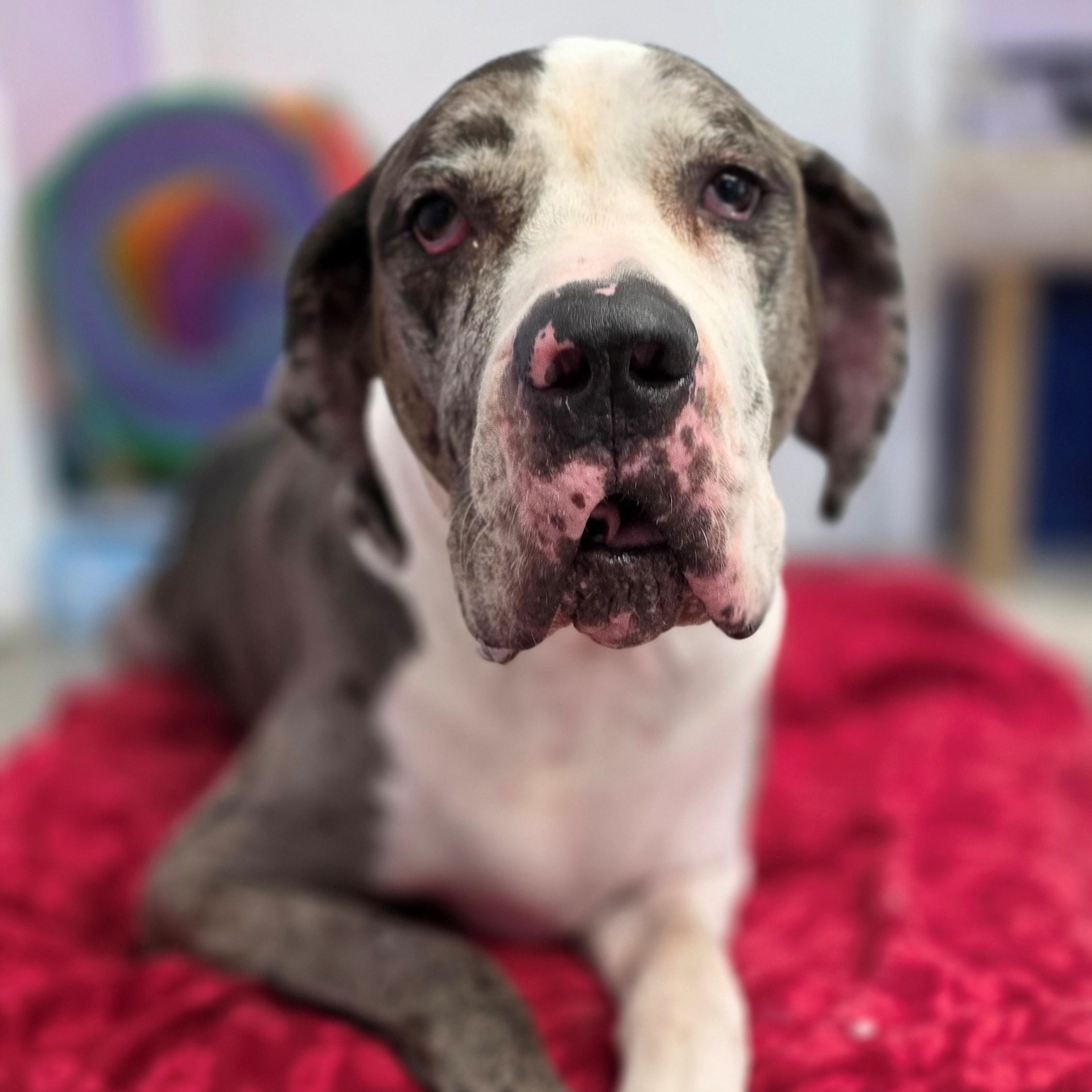 Django, adopted, Senior Male Great Dane.