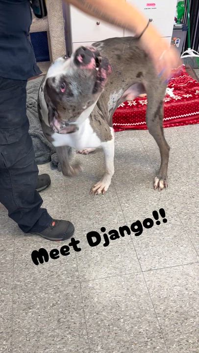 Enlarge Django, an adopted mixed breed in Smithtown, NY video 5/5