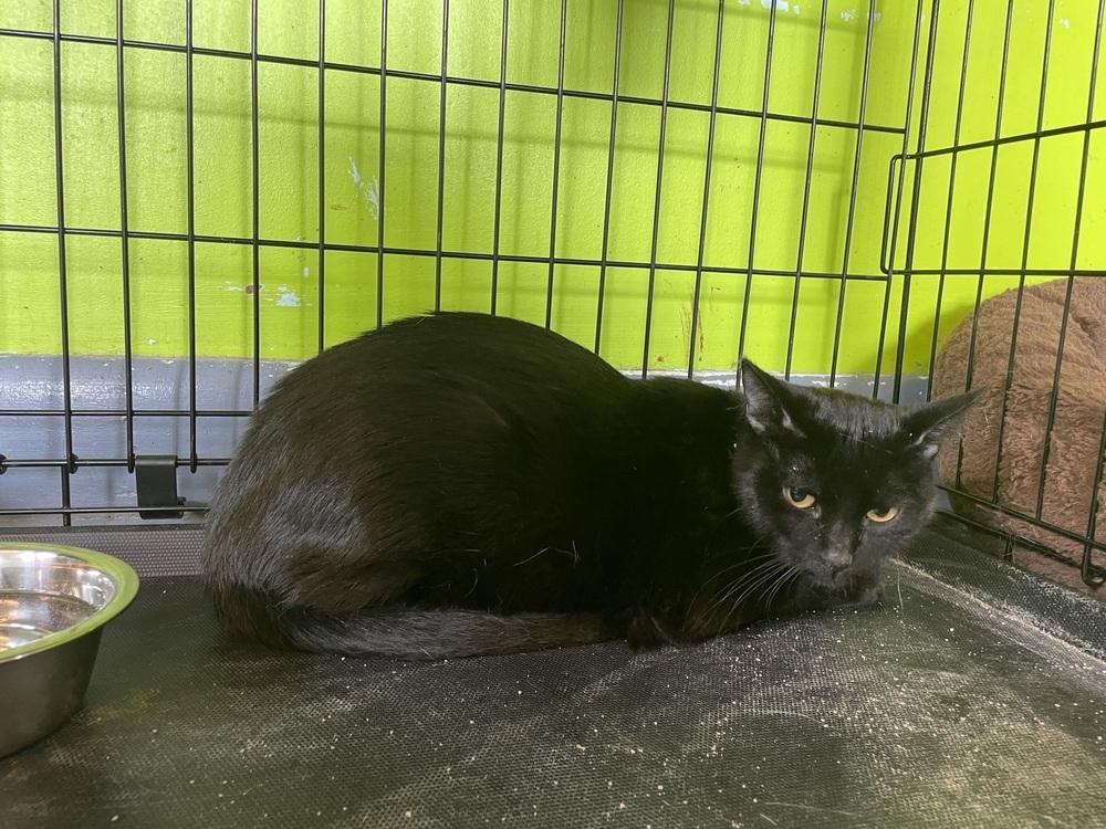 Enlarge Lily, a Adoptable Domestic Short Hair in Evansville, IN image 1/6