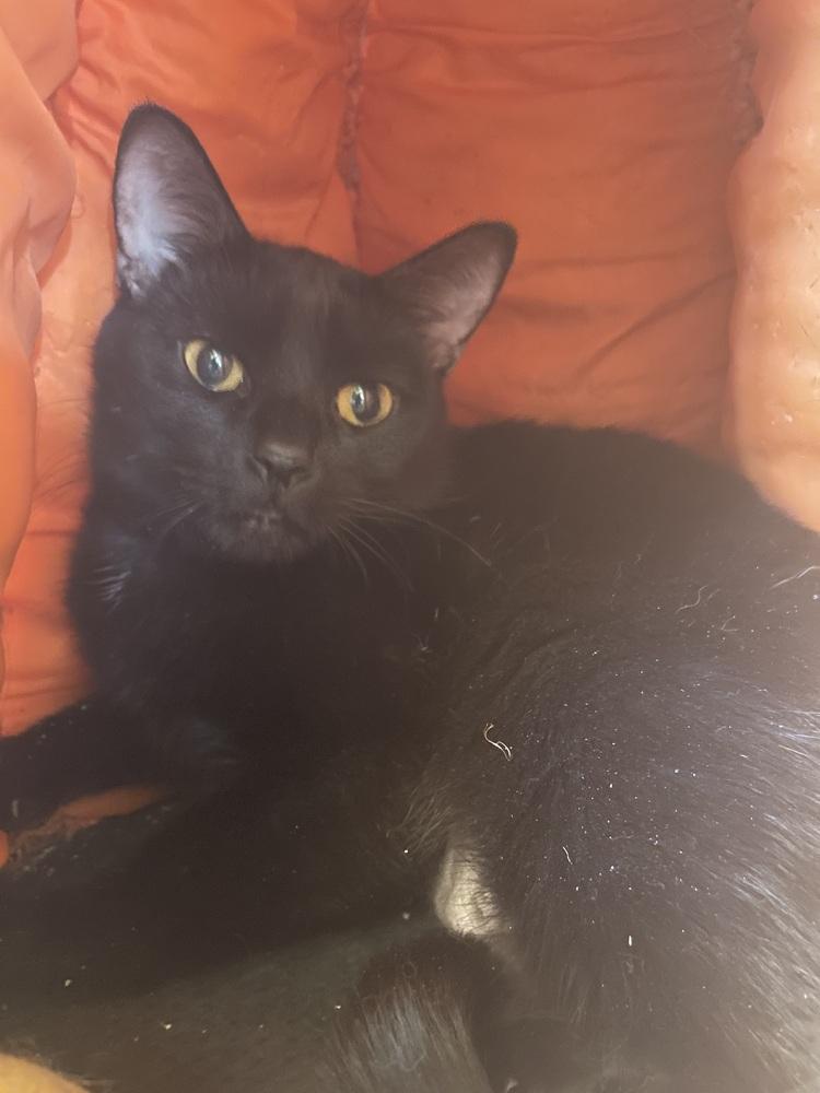 Enlarge Lily, a Adoptable Domestic Short Hair in Evansville, IN image 2/6