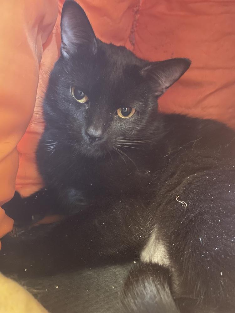 Enlarge Lily, a Adoptable Domestic Short Hair in Evansville, IN image 3/6