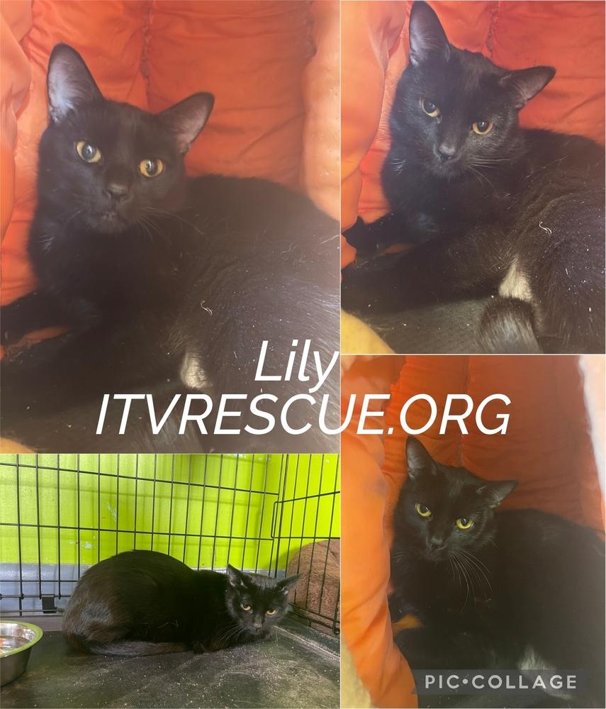 Enlarge Lily, a Adoptable Domestic Short Hair in Evansville, IN image 4/6
