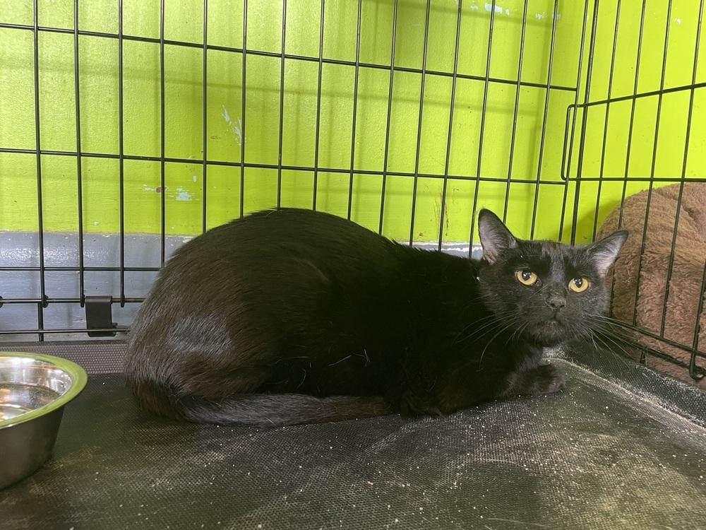 Enlarge Lily, a Adoptable Domestic Short Hair in Evansville, IN image 5/6