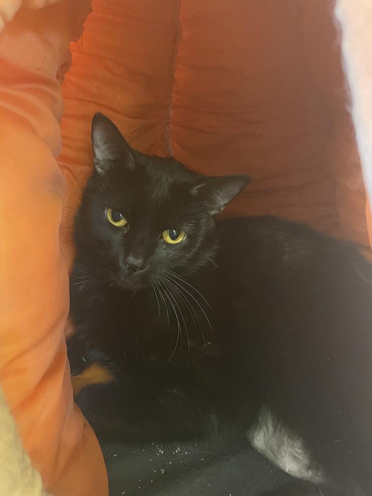 Enlarge Lily, a Adoptable Domestic Short Hair in Evansville, IN image 6/6